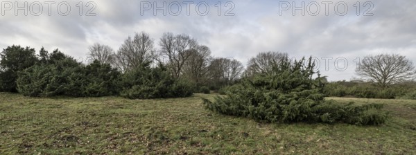 Juniper (Juniperus communis) and English oak (Quercus robur), Meppener Weide, Emsland, Lower