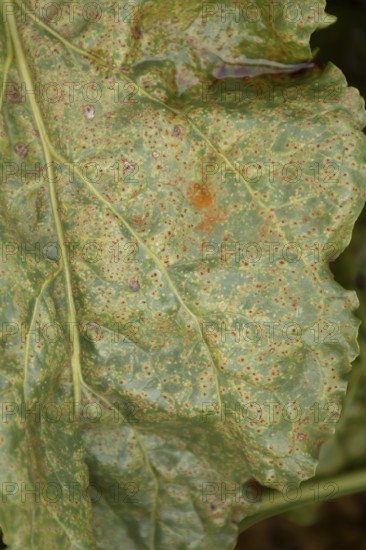 Sugar beet (Beta vulgaris) leaf with Rust (Uromyces betae) fungal plant pathogen disease, England,