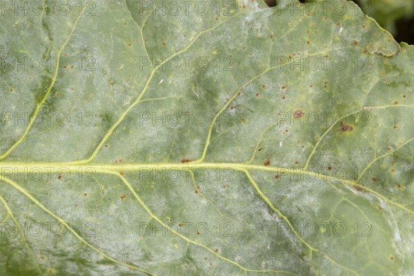 Sugar beet (Beta vulgaris) leaf with Rust (Uromyces betae) and Powdery mildew (fungal plant