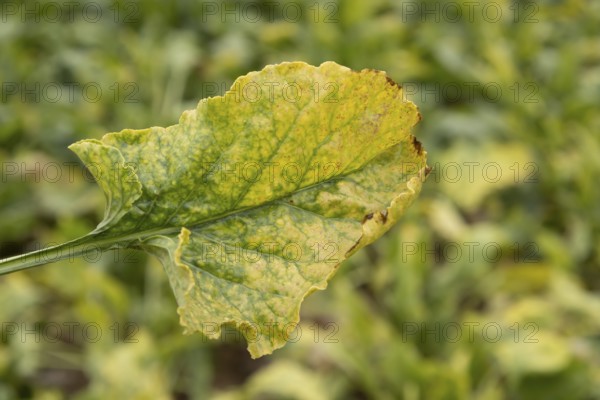 Sugar beet (Beta vulgaris) crop plant leaf in a farm field infected with virus yellows plant