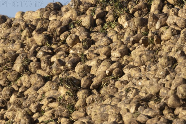 Sugar beet (Beta vulgaris) crop plant roots in a clamp or pile after harvest, England, United