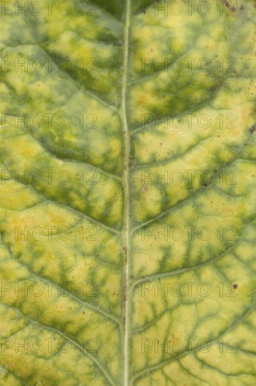 Sugar beet (Beta vulgaris) crop plant leaf in a farm field infected with virus yellows plant