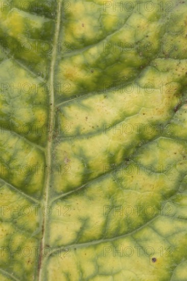 Sugar beet (Beta vulgaris) crop plants in a farm field infected with virus yellows plant pathogen,