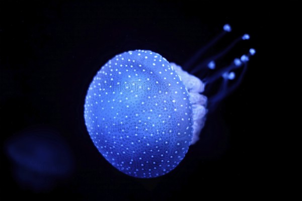 Bioluminescent Jellyfish Phyllorhiza punctata white-spotted jellyfish aka floating bell, Australian