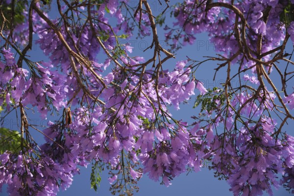 Vibrant jacaranda tree displays stunning purple blooms under a clear blue sky in Lisbon, capturing