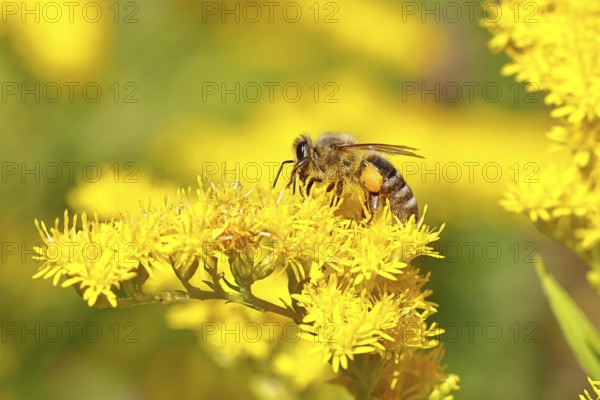 European honeybee (Apis mellifera), with pollen pellets, collecting nectar from a goldenrod