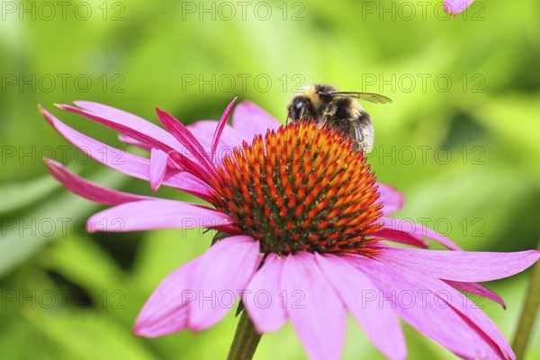 Earth bumblebee (Bombus terrestris), collecting pollen on a flower of the purple coneflower