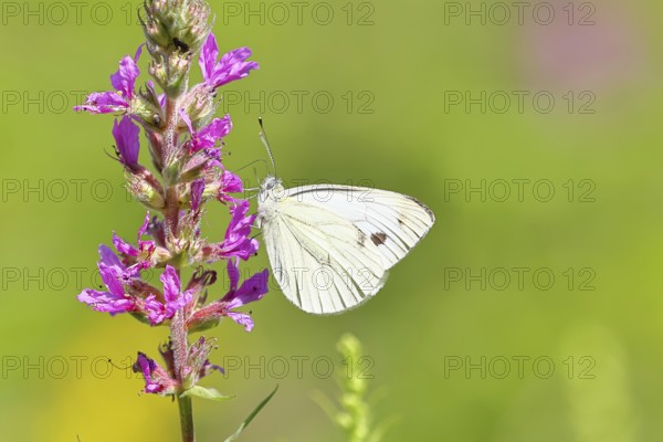A Cabbage butterfly (Pieris brassicae) sucking nectar on the flower of the purple loosestrife