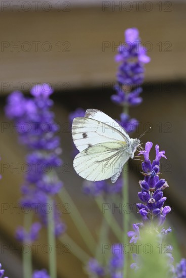 A Cabbage butterfly (Pieris brassicae) sucking nectar on the flower of true lavender (Lavandula
