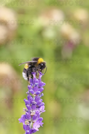 Ground bumblebee (Bombus terrestris), on a lavender flower (Lavandula angustifolia), macro
