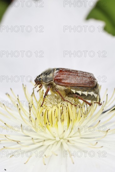 Cockchafer, field cockchafer (Melolontha melolontha), female on a clematis flower, Wilnsdorf, North