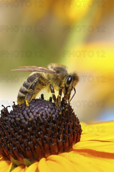 European honey bee (Apis mellifera), collecting nectar from a flower of the yellow coneflower