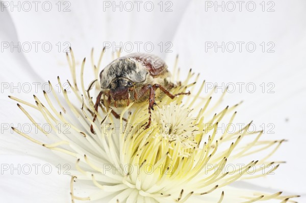 Cockchafer, field cockchafer (Melolontha melolontha), female on a clematis flower, Wilnsdorf, North