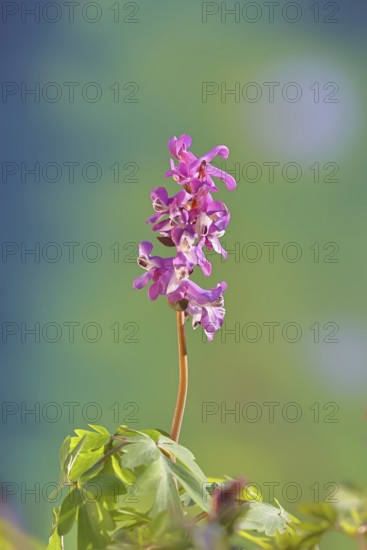 Hollow larkspur (Corydalis cava), inflorescence in a beech forest, spring, Wilnsdorf, North