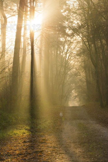 A hilly forest path illuminated by golden sunrays, morning fog, warm light, flooded with light,