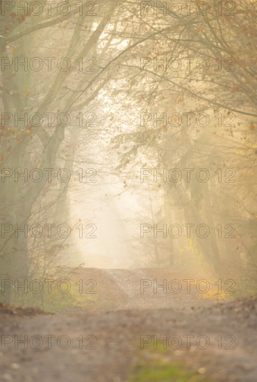 A hilly forest path illuminated by golden sunrays, morning fog, warm, soft light, flooded with