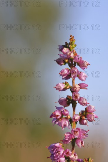 Flowering heather (Calluna vulgaris), heather, Trupacher Heide nature reserve, Siegen, North