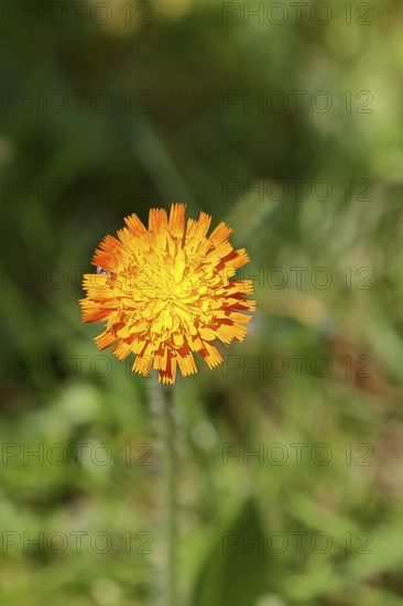 Orange hawkweed, orange-red hawkweed (Hieracium aurantiacum), flower on a rough meadow, Wilnsdorf,