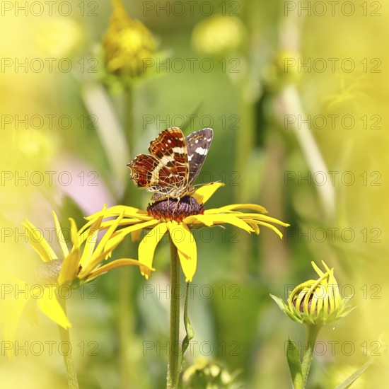 Land carder (Araschnia levana), summer generation, closed wings, underside of wings, on a flower of