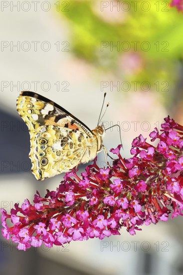 Thistle butterfly (Vanessa cardui) on a flower of the butterfly bush (Buddleja davidii), butterfly