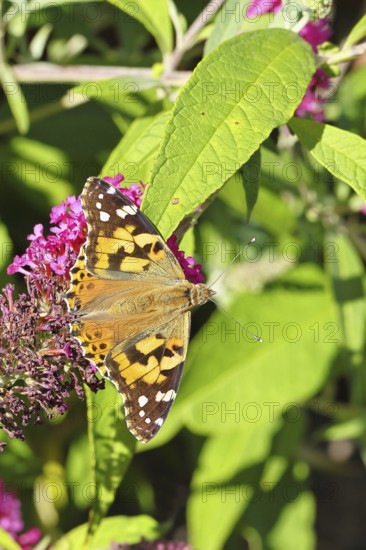 Thistle butterfly (Vanessa cardui) on a flower of the butterfly bush (Buddleja davidii), in a