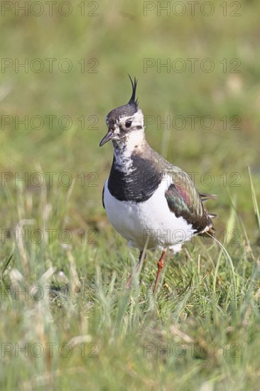 Lapwing (Vanellus vanellus), in splendid plumage, foraging in a marshy meadow, wildlife, Lembruch,