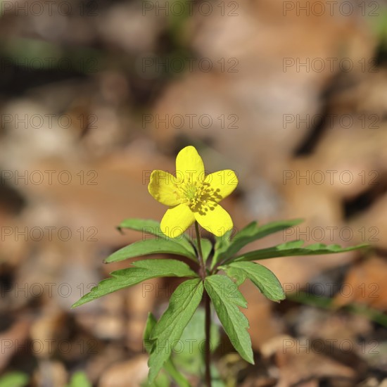 Yellow Anemone, Anemone ranunculoides, Yellow Wood Anemone, Anemone ranunculoides, in a beech