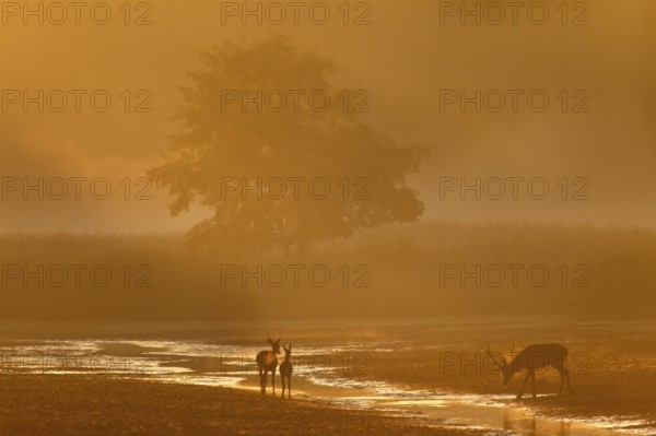 The beginning of a fantastic rutting morning, when a red deer (Cervus elaphus) with red deer and
