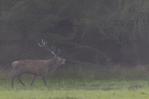 With the onset of dusk, the red deer (Cervus elaphus) increases its activity, rutting season,