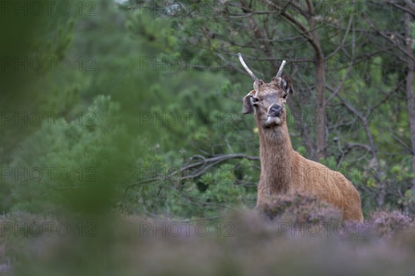 On this evening, the midges are real pests, easily recognised by the eavesdroppers of the red deer