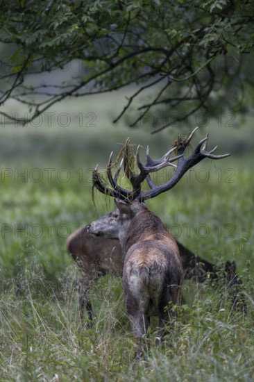 While the red deer is grazing, the red deer (Cervus elaphus) stands vigilantly nearby, rut, rutting