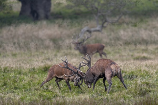 While the red deer (Cervus elaphus) are fighting, a third, very old stag takes advantage of the