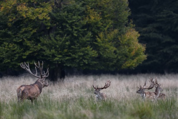 Encounter between red deer (Cervus elaphus) and fallow deer (Dama dama), here the difference in