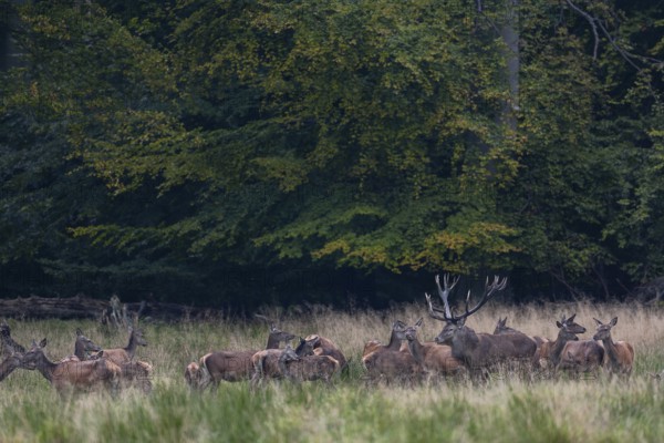 Red deer (Cervus elaphus) with its herd in a forest clearing, rutting season, red deer herd,