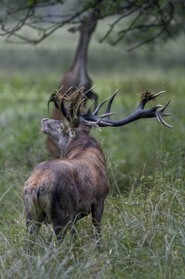 While the red deer, standing on its hind legs, tries to reach beech leaves, the red deer (Cervus