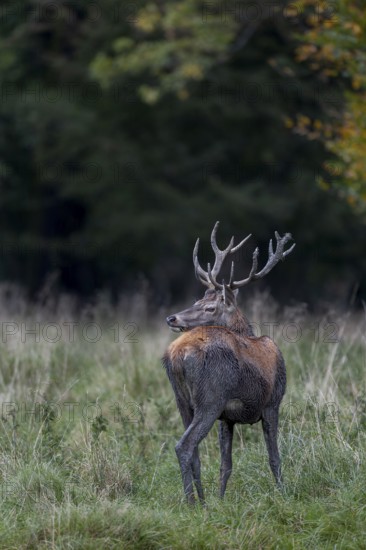 This red deer (Cervus elaphus) was wallowing somewhere in the forest a few minutes ago, mud baths