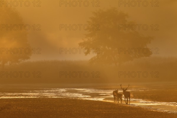 A middle-aged red deer (Cervus elaphus) follows a red deer and calf in the most beautiful morning
