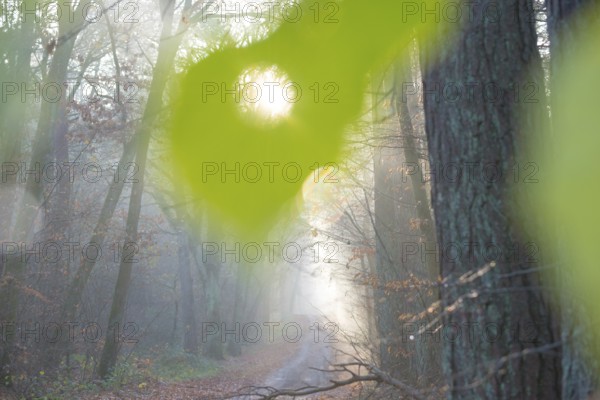Sunlight falls through a hole in a large green leaf, light rays fall on a forest path in fog,