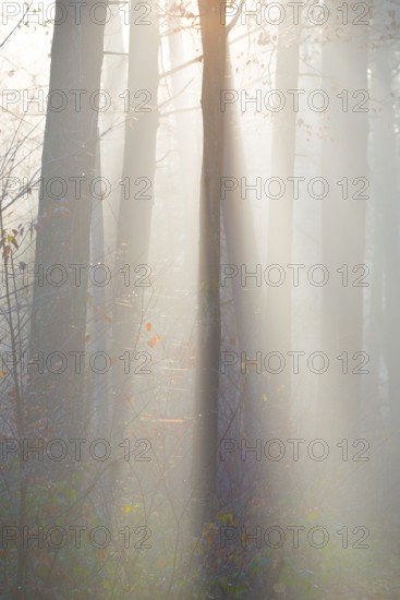 Light-flooded forest, rays of light and shadow, sunbeams, dense trees, fascinating, light rays,
