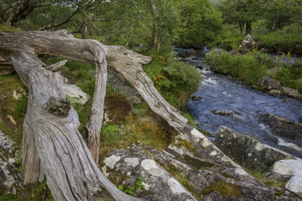 Deadwood and stream, Killarney National Park, Muckross, Kerry, Ireland