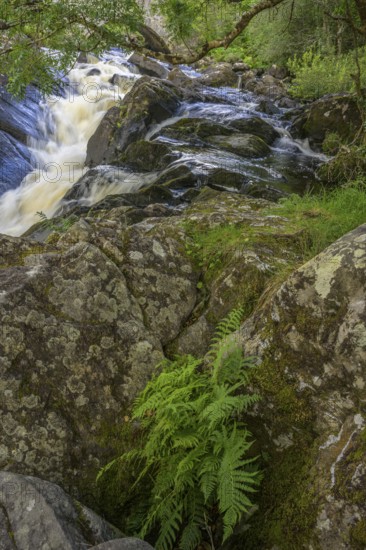 Stream and fern in Killarney National Park, Muckross, Kerry, Ireland