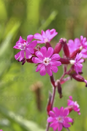 Red campion (Silene dioica), close-up of a flower in a meadow, Wilnsdorf, North Rhine-Westphalia,