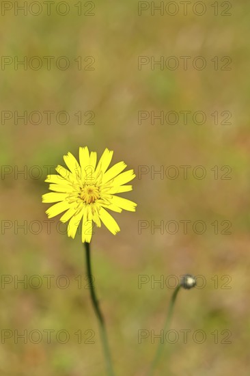 Mouse-ear hawkweed, also known as mouse-eared hawkweed or long-haired hawkweed (Hieracium