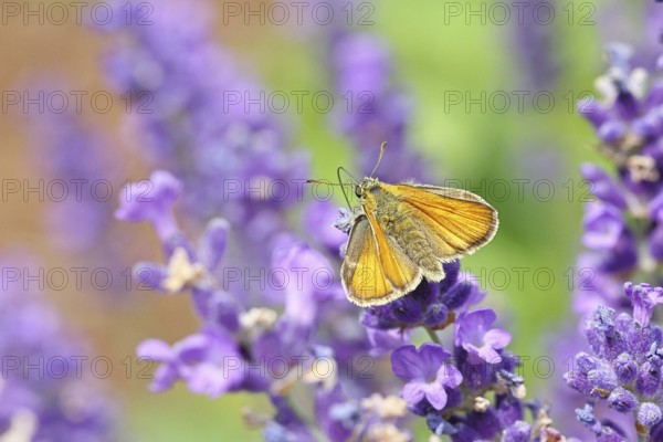 Large skipper (Ochlodes venatus), collecting nectar from a flower of Common lavender (Lavandula
