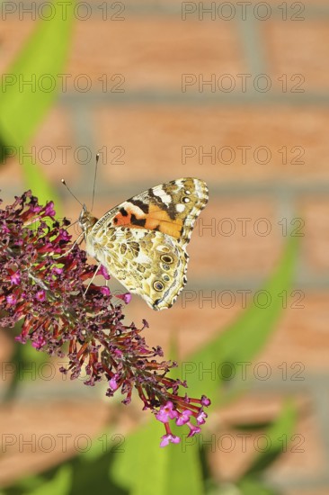 Thistle butterfly (Vanessa cardui) on a flower of the butterfly bush (Buddleja davidii), butterfly