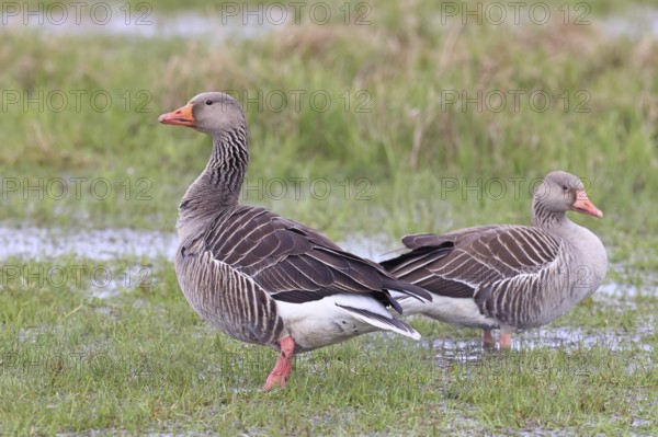 Grey goose (Anser anser) pair on a moor, DÃ¼mmer, Lake DÃ¼mmer, Ochsenmoor, HÃ¼de, Lower Saxony,