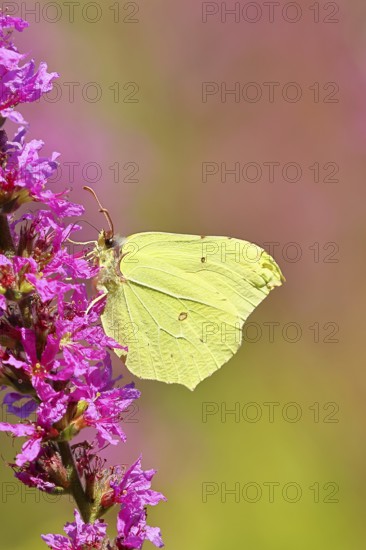 Lemon butterfly (Gonepteryx rhamni) feeding on a flower of purple loosestrife (Lythrum salicaria),