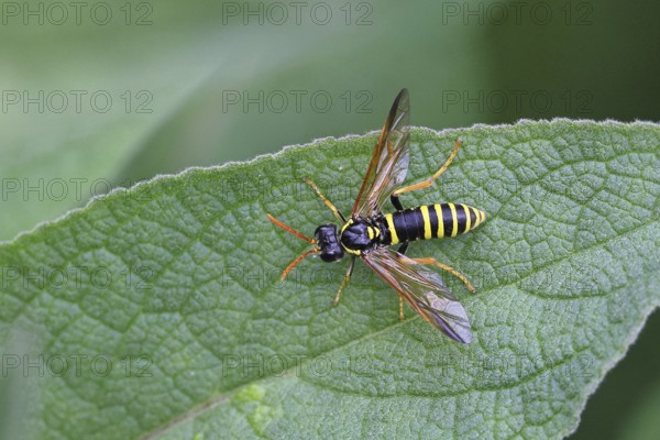House field wasp (Polistes dominula), on a leaf of dark mullein (Verbascum nigrum), Wilnsdorf,