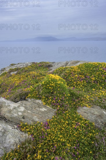 Heather and blooming broom, hiking to the lighthouse of, Sheepshead, County Cork, Ireland