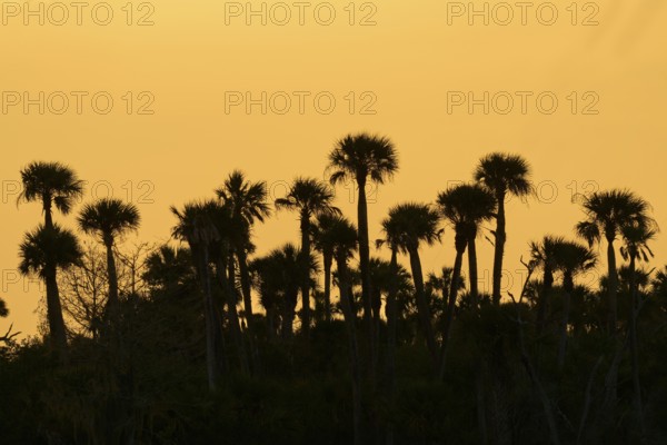Palm trees as silhouettes against an orange sky at sunset, tropical atmosphere, spring, Orlando